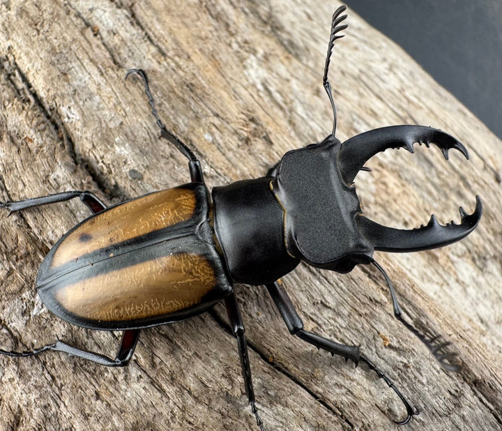 【WD】《パリーミヤマクワガタ 41.5mm ペア》