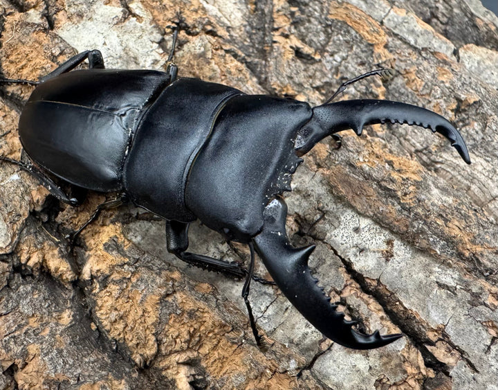 【WF1】《ベトナムヒラタクワガタ 70mm ペア》