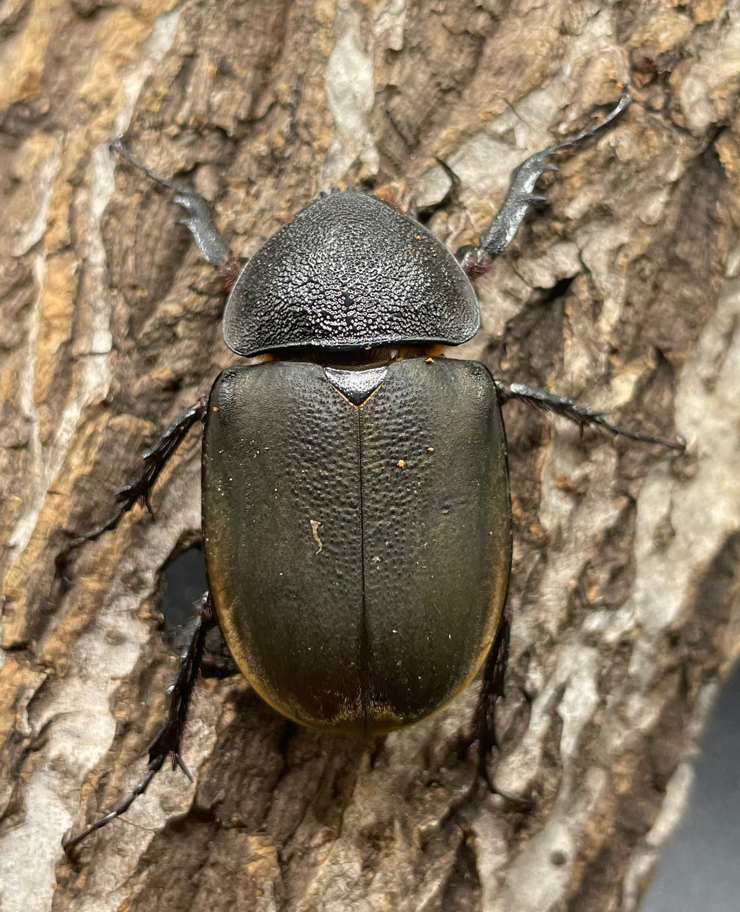 【WD】《イフガオアトラス 80mmUP ペア》