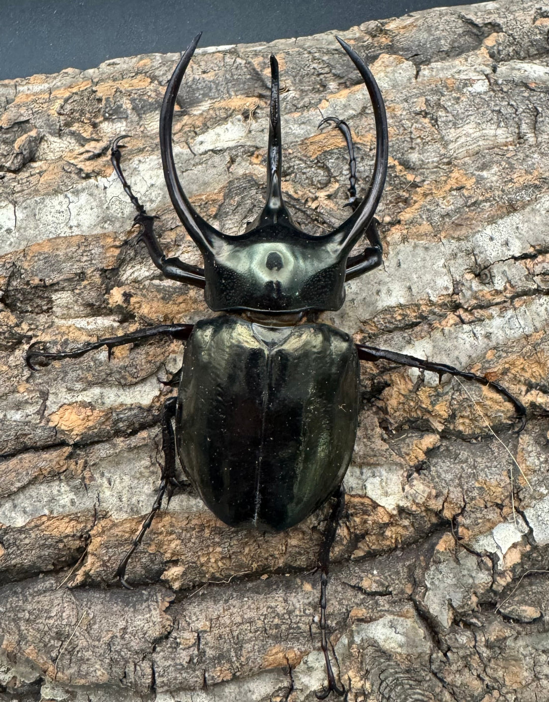 【WD】良型《ミンダナオアトラスオオカブト 94mm ペア》