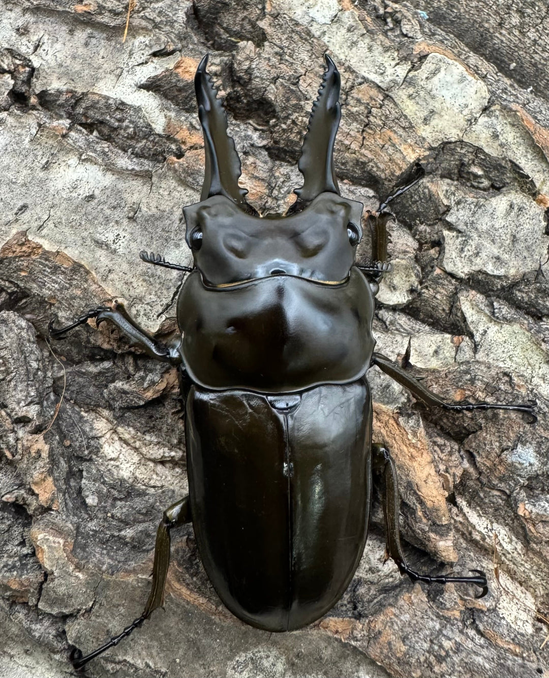 《ババオウゴンオニクワガタ 65mm ペア》