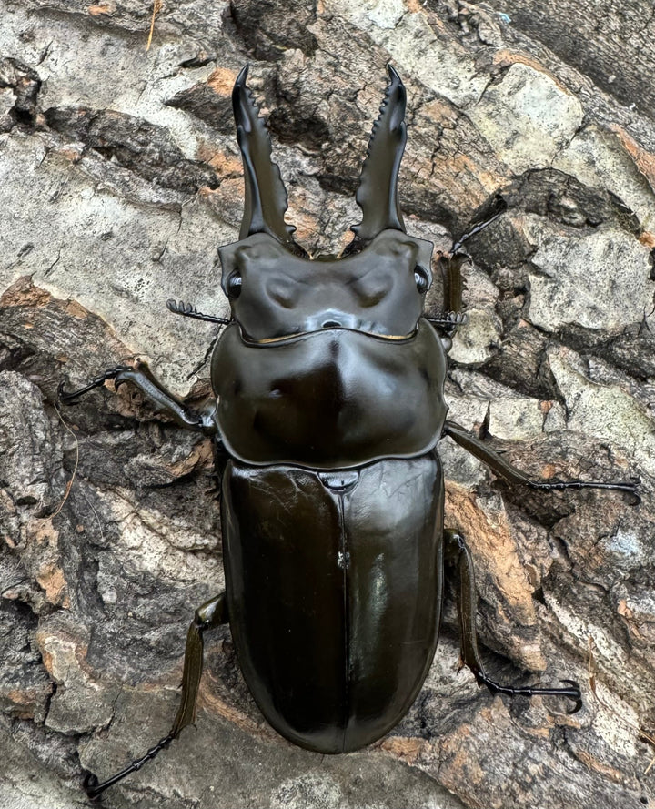 《ババオウゴンオニクワガタ 65mm ペア》
