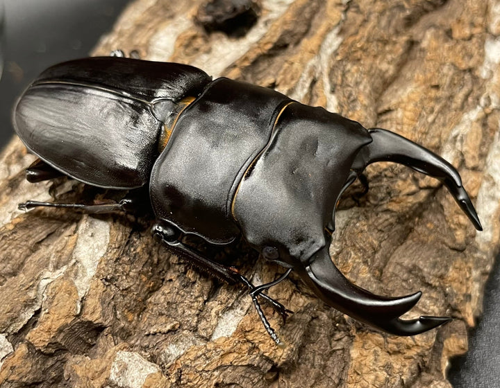 《オオクワガタ 能勢YG血統 76mm ペア》