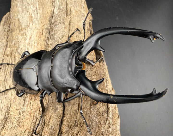 【WD】《インターメディアツヤクワガタ バタラザ産 95.5mm ペア》