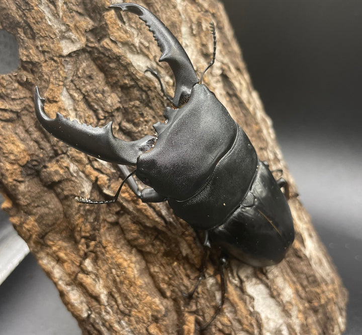 【WD】大型《ミンダナオヒラタ 90mm ペア》