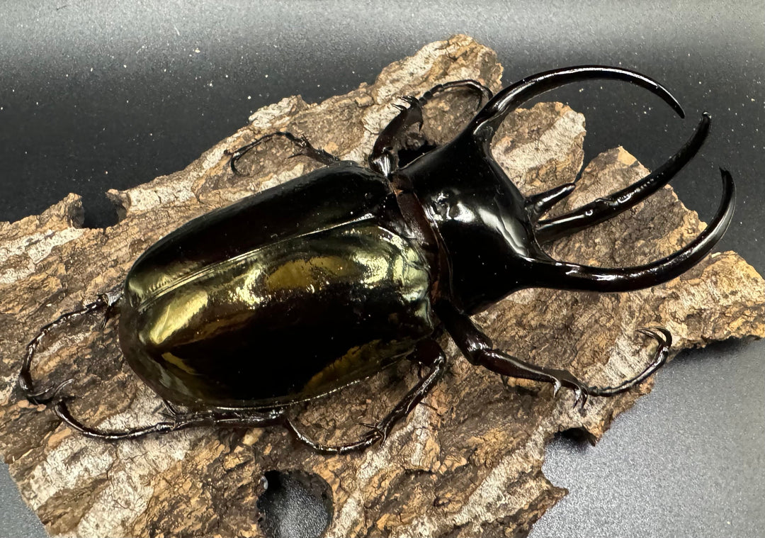 【WD】《タイリクコーカサスオオカブト タイ産 110mm ペア》