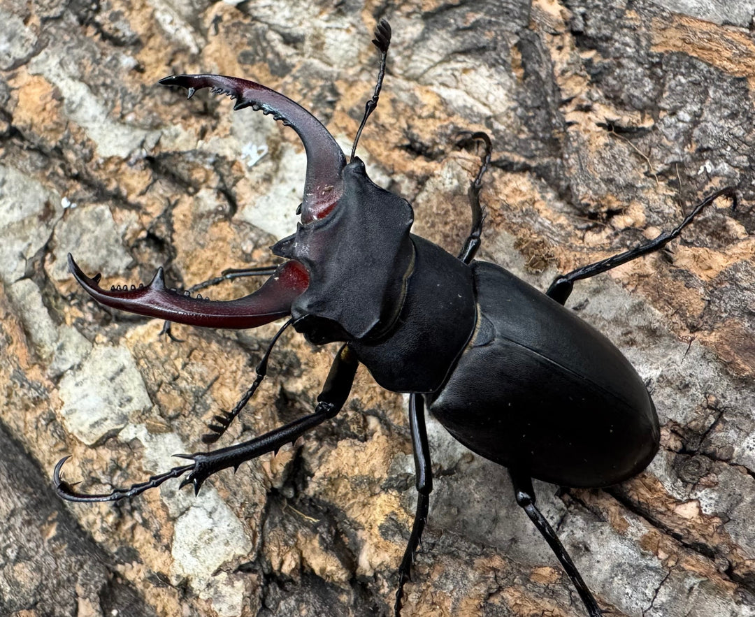 《ユダイクスミヤマ 60mm ペア》