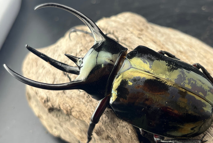 【WD】《ミンダナオアトラスオオカブト マラグサン産 90mm ペア》