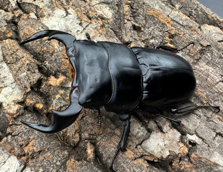 《インドアンタエウス タイガーヒル産 72.5mm ペア》