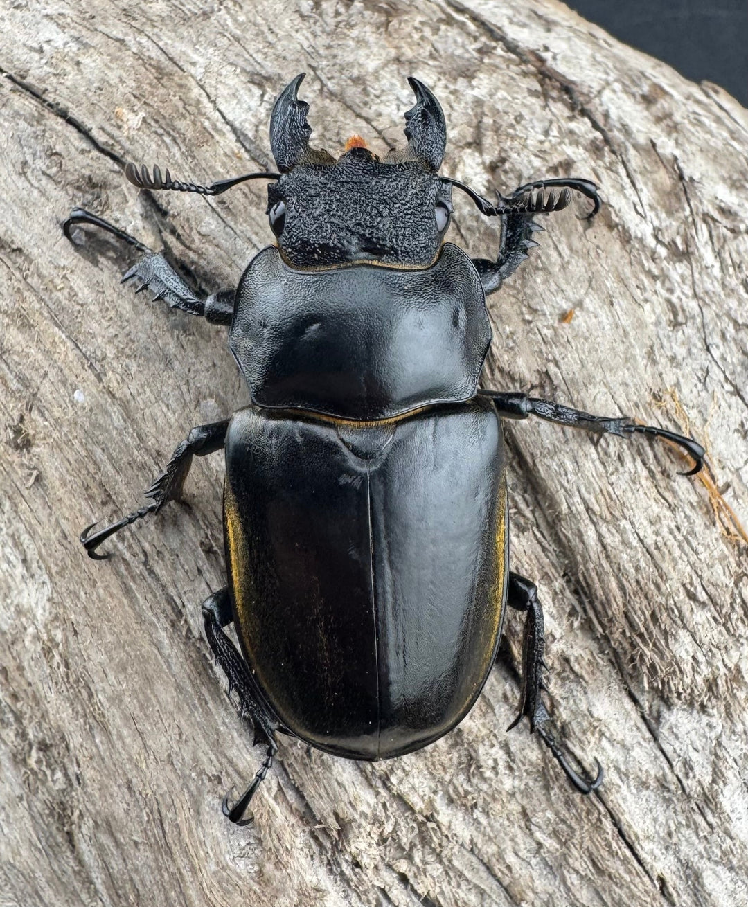 【WD】《フルキフェルミヤマ 75.5mm ペア》