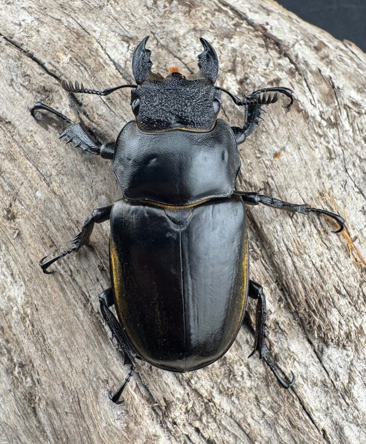 【WD】《フルキフェルミヤマ 75.5mm ペア》