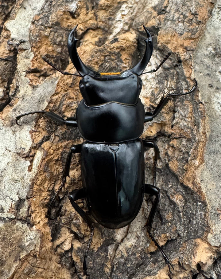 【WD】《セメノウコクワ 雅安産 35mm ペア》