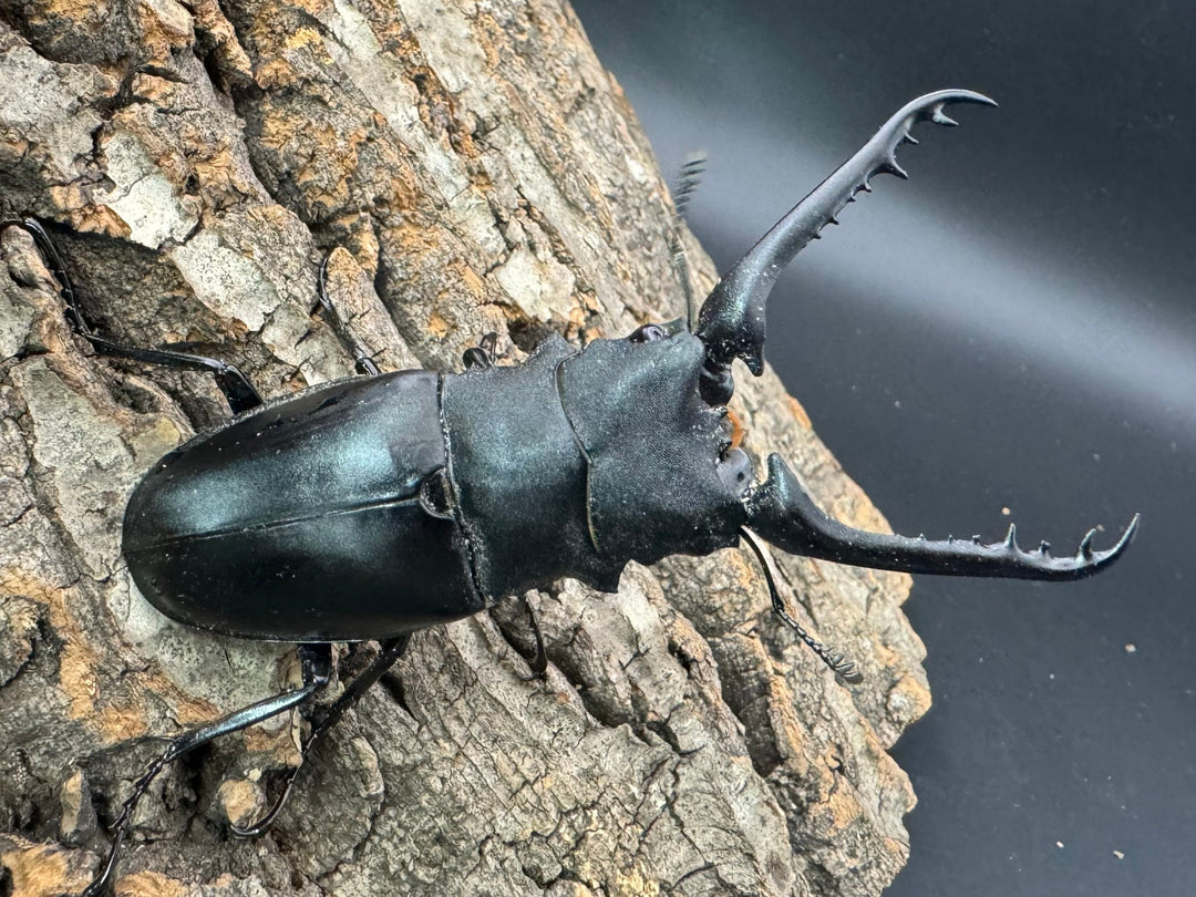 即ブリ《ギラファノコギリ亜種ケイスケ 87.5mm ペア》