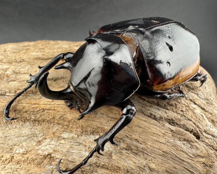 《ハードウィッケイゴホンツノカブト 61mm ペア》