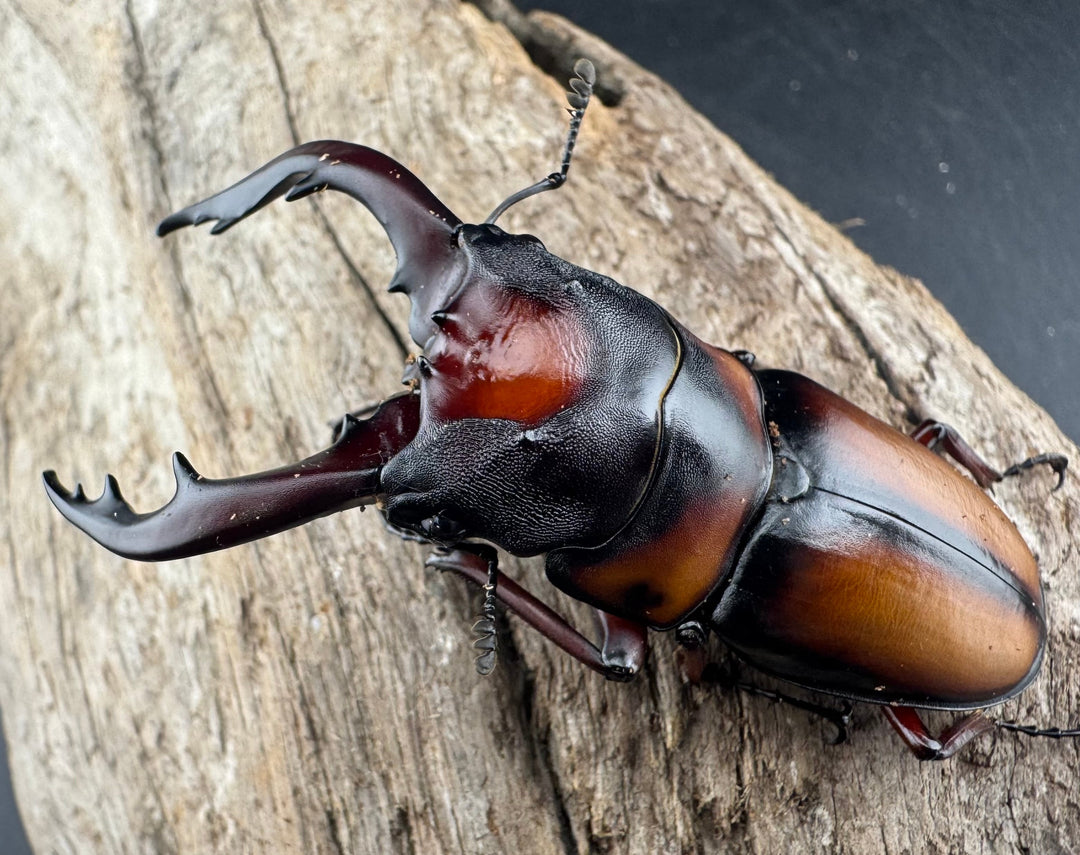 《ミラビリスノコギリクワガタ 67mm ペア》