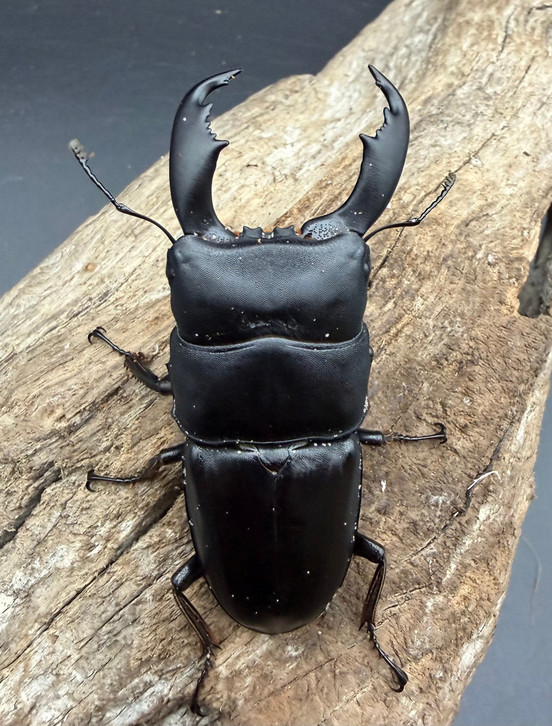 【WD】《スラウェシオオヒラタ 南スラウェシ産 74mm A'品ペア》
