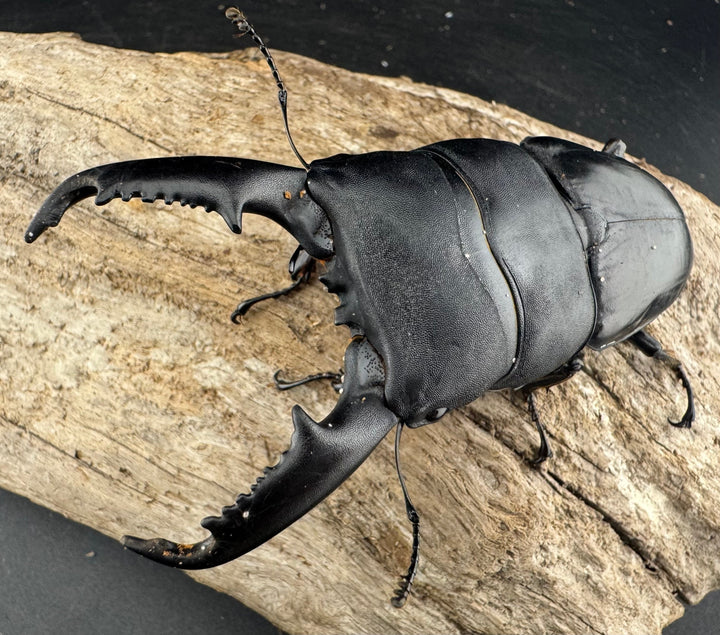 【WD】大型《ミンダナオヒラタ マラグサン産 94mm ペア》