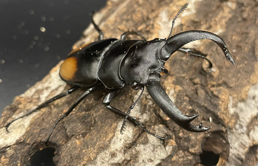 【WD】《パリーフタマタ亜種ディロレイ 65mm ペア》