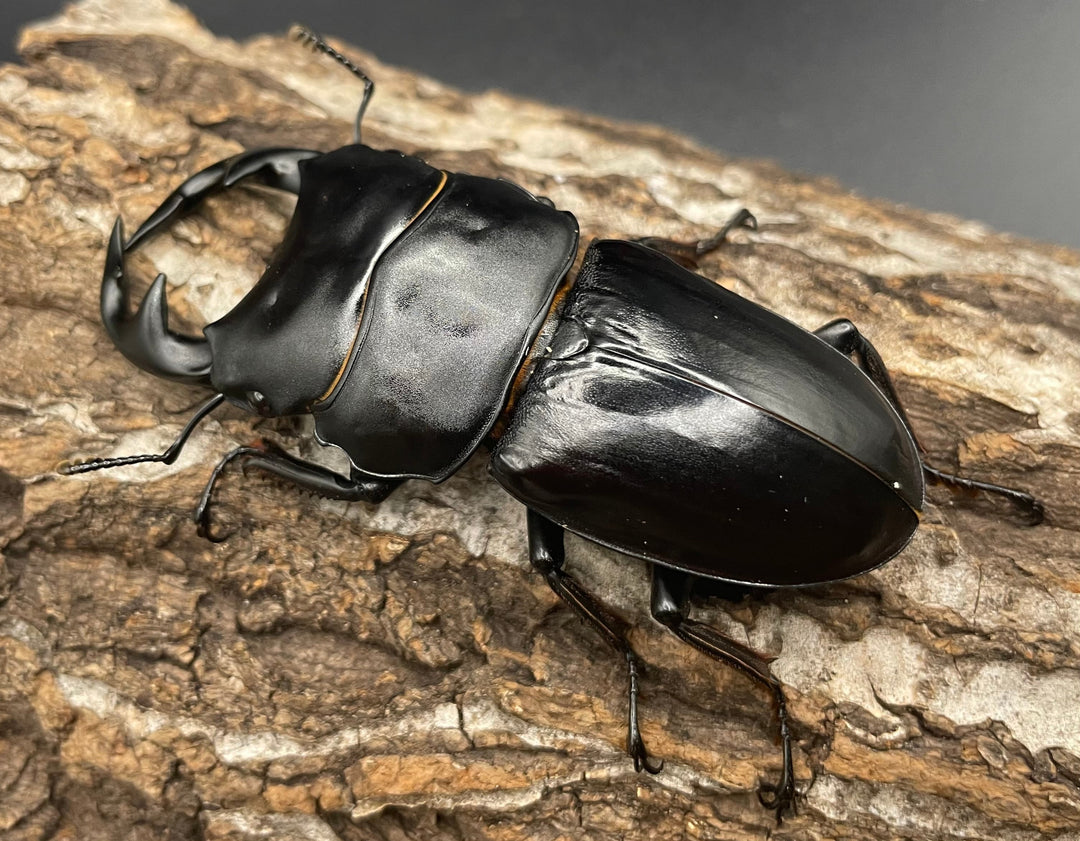 《インドグランディス亜種moriyai Garda95.0血統 80mm ペア》