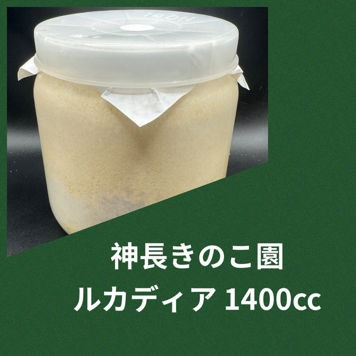 ルカディア 1400cc