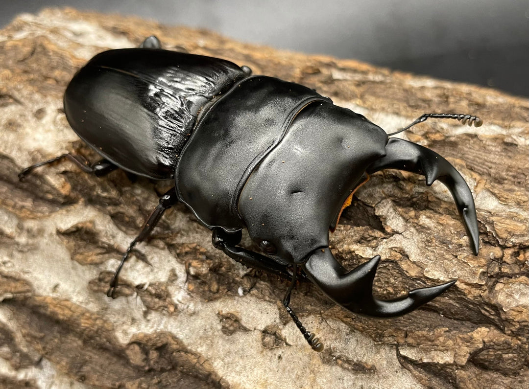 《インドグランディス亜種moriyai Garda95.0血統 80mm ♂♀♀トリオ