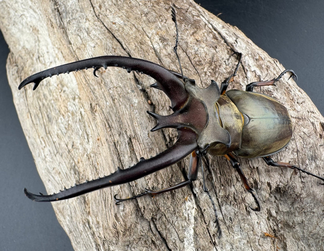 【WD】《プラネットミヤマクワガタ 81mm ペア》