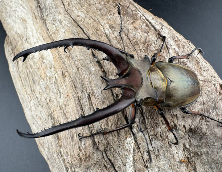 【WD】《プラネットミヤマクワガタ 81mm ペア》