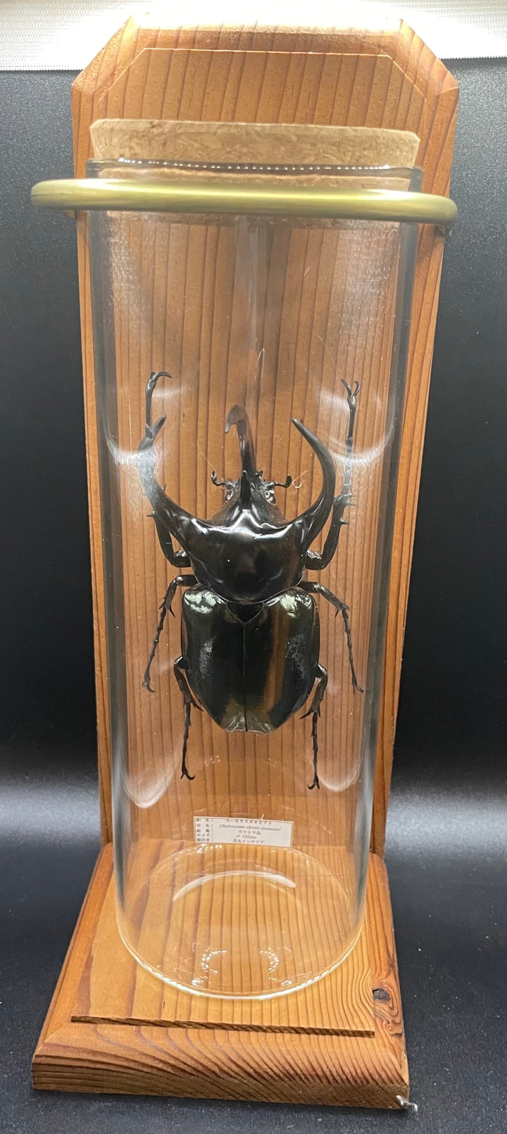 インテリア標本《コーカサスオオカブト♂》