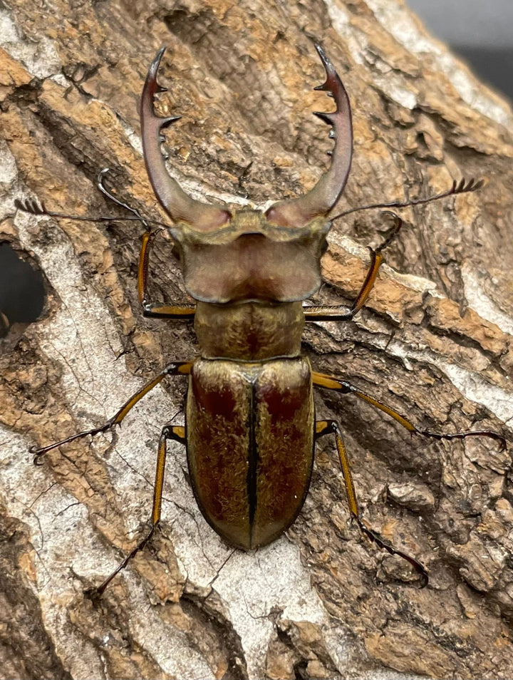 【WD】《デランミヤマクワガタ原名亜種 43mm ペア》