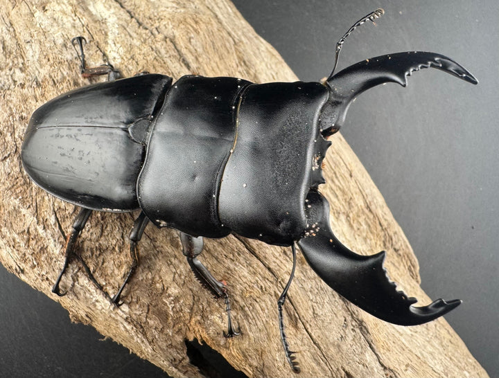 【WD】《スマトラオオヒラタ ベンクール産 96mm ペア》