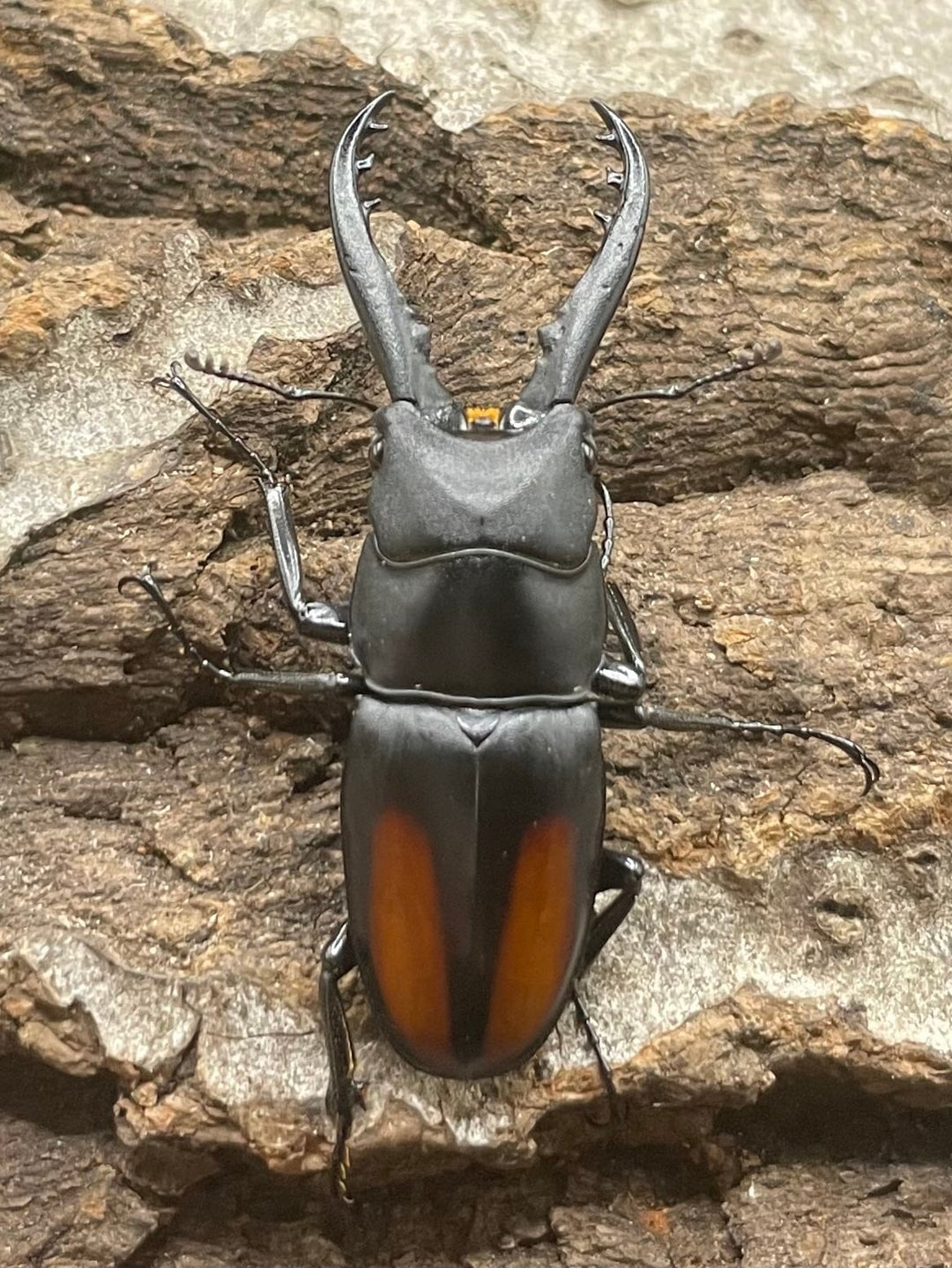 【WD】超貴重種《スピネウスノコギリクワガタ 40.5mmUP ペア》