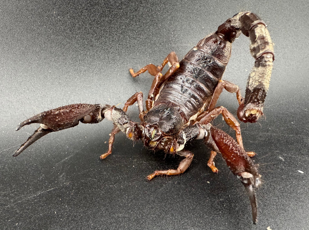 【CH】《スワンメルダムオオハカリサソリ サブアダルト ペア》