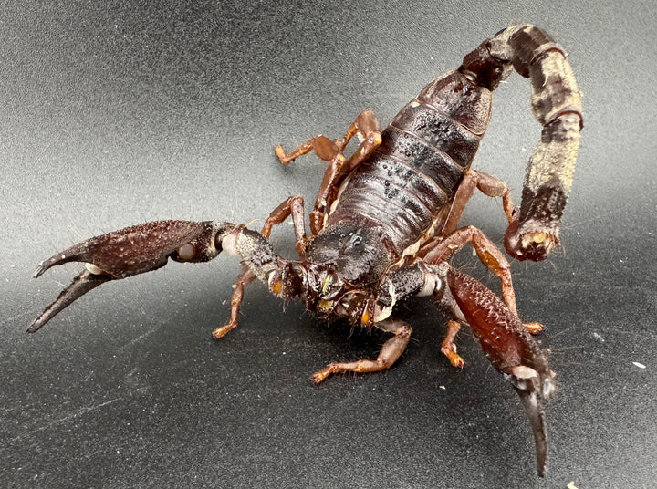 【CH】《スワンメルダムオオハカリサソリ サブアダルト ペア》