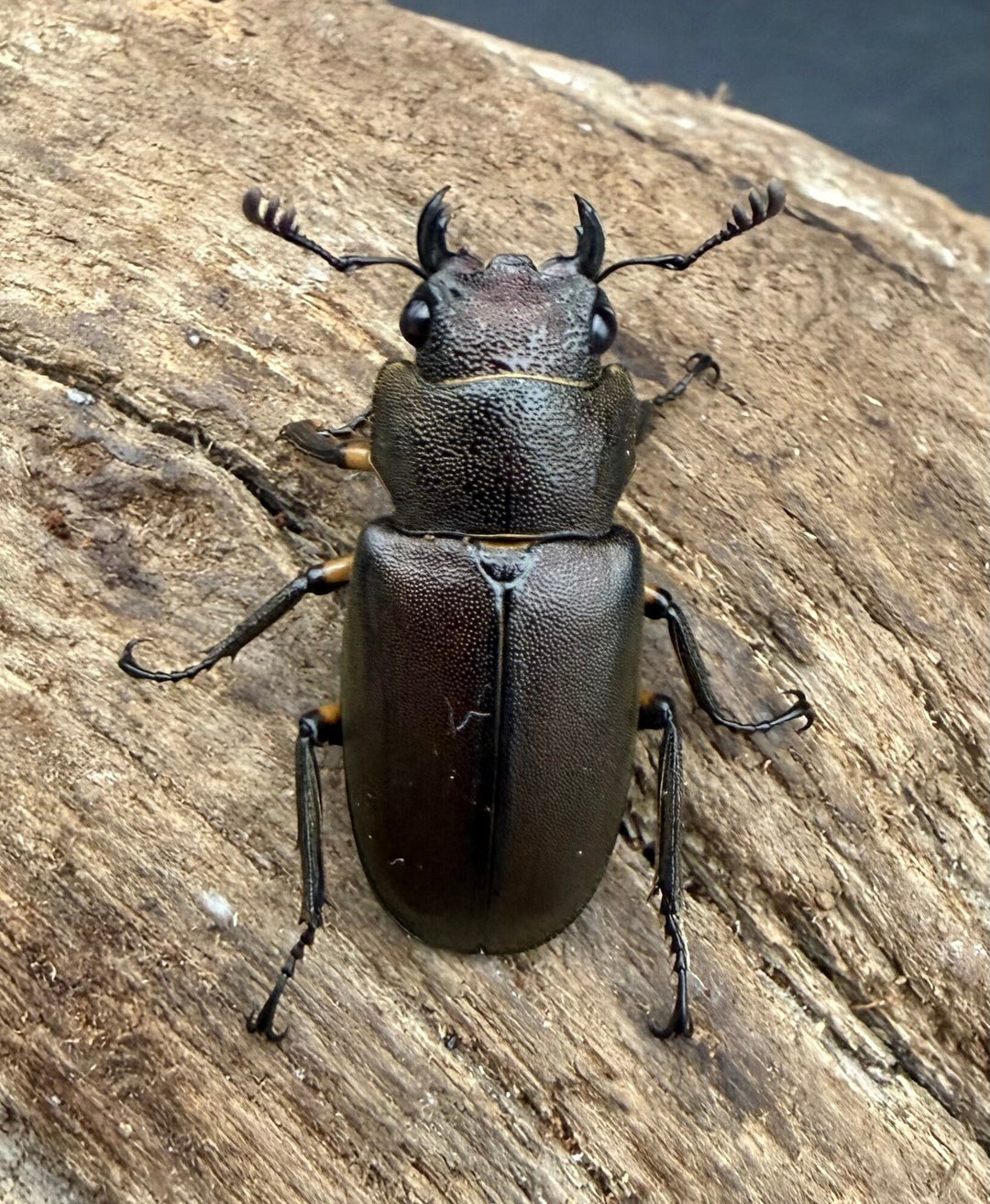 《メタリフェルホソアカ亜種サンギレンシス 73.5mm ペア》