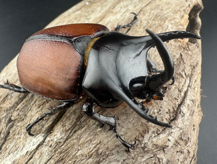 【WD】《サンボンヅノカブト 61mm ペア》