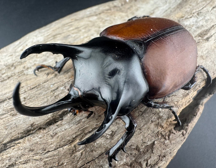 【WD】《サンボンヅノカブト 62mm ペア》