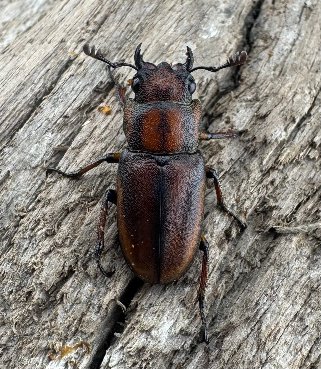 【WD】《ズベールホソアカ マラグサン産 51mm ペア》