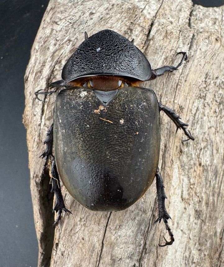 【WD】《ミンダナオアトラスオオカブト マラグサン産 99mm ペア》