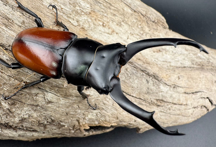 【WD】《マクレイコクワ チベット産 64mm ペア》