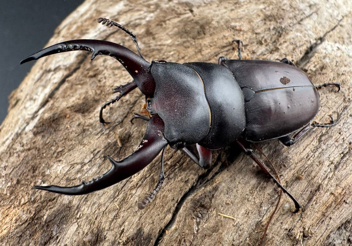 【WF7】《アンドレアスノコギリヒラタ 49.5mm ペア》