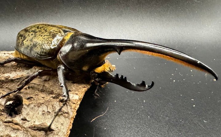 《ヘラクレス・ヘラクレス 126mm ペア》