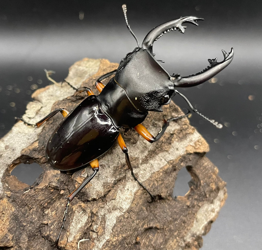 【WD】《インペリアリスツヤクワガタ 66mm ペア》