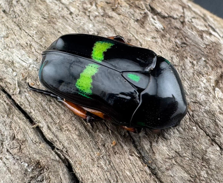 【WD】《ベルシコロールツヤカナブン ロハス産 ♀青系 ペア》