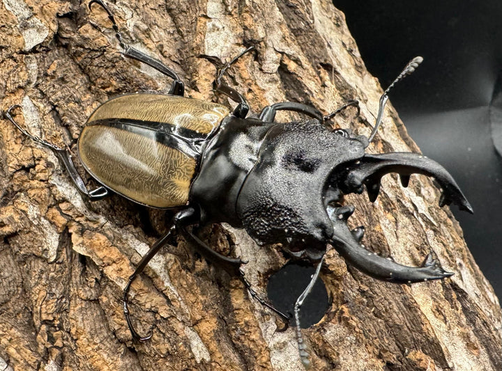 【WD】《ルデキンツヤクワガタ 70mm ペア》