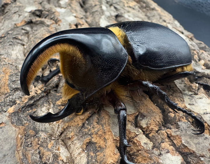 《サタンオオカブト 75mm ペア》