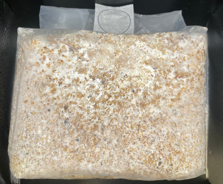 北海道産ブナ100%オオヒラタケ菌糸ブロック 4000cc