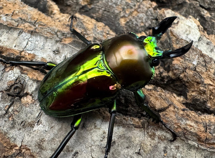 《ニジイロクワガタ ピカール系 32mm ペア》