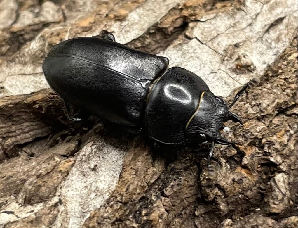 【WD】《オーエンノコギリクワガタ中国亜種melli 36.4mm ♂♀B品♀トリオ》