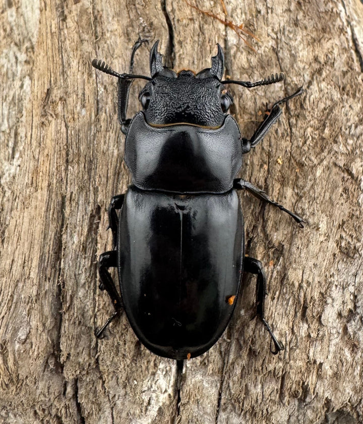 【WD】《セアカフタマタ（パリーフタマタ） 87mm ペア》