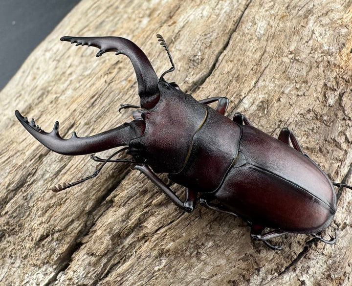 【WD】大歯《ノコギリクワガタ 立川産 55-60mm ペア》